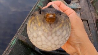 It turns out that pufferfish support themselves by taking in air, so funny😂