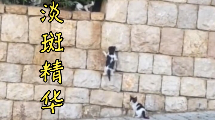 The brave cats did not give up and lined up to climb up one by one