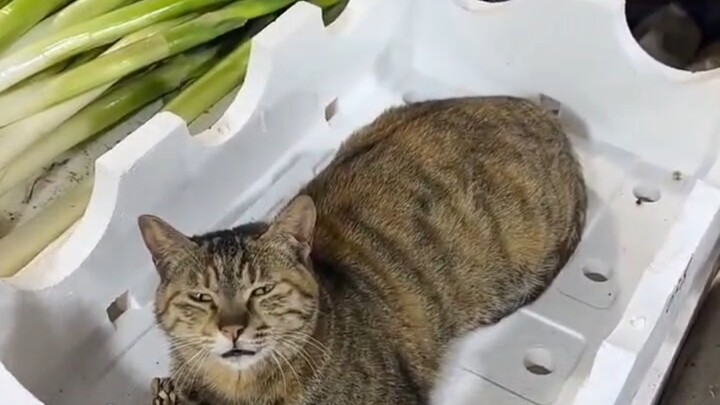 Kepala toko kucing penjual sayur di pasar~