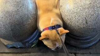 This kind of dog, even after being cured, still drools...