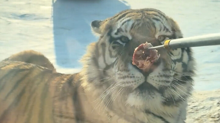 Too many tourists—Huzi even frowns at the food.