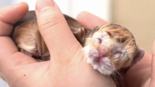 小猫太丑千万别丢，养养就...想开了