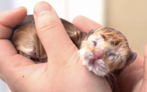 القطة الصغيرة قبيحة جدًا، لا تتخلص منها أبدًا، احتفظ بها وسترى... ستصبح أكثر تفاؤلاً.