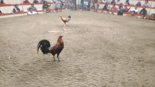 championship fight (4 cock derby)#carpan