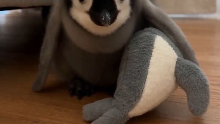 A Helpless Baby Penguin Was Stuck In A Freezing Pool 😱#Love #animallover #rescue #wholesome #pengui