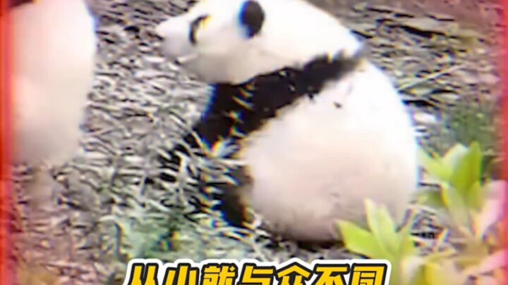 Ms. Hua’s embarrassing social media moments compilation! #GiantPandaHuaHua