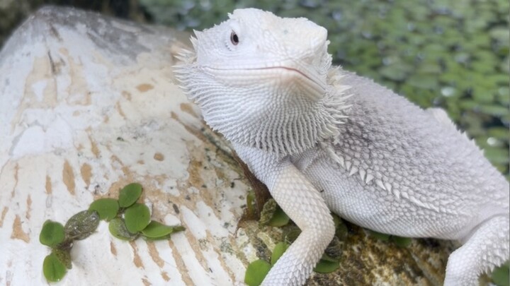 ASMR Bearded Dragon Eating Dubia Roach by the Pond 🪳🍃