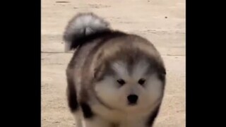 Cute pet cut #Alashak