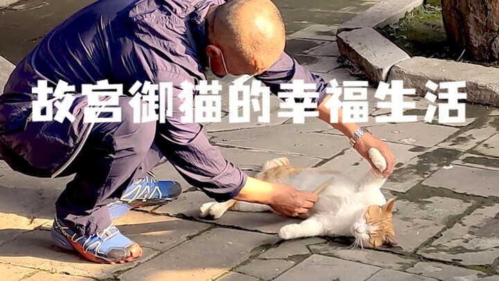 故宫御猫的幸福生活