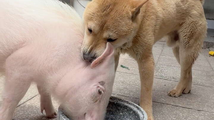 Dahuang really can’t get a word in!