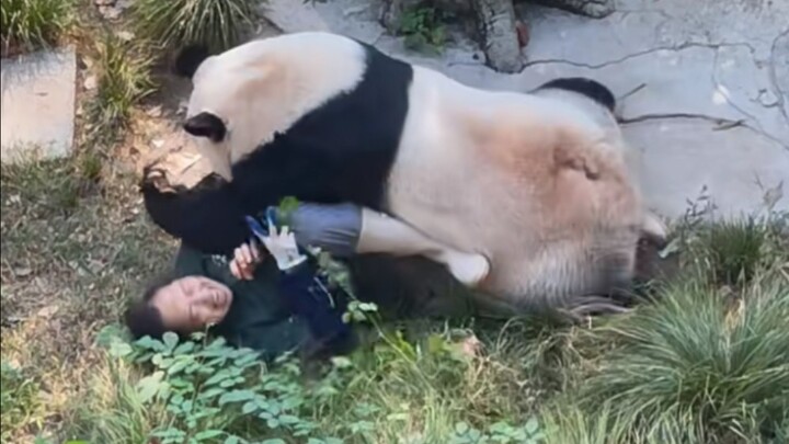 Panda raksasa Dingding menyerang pengasuh || Saat pengasuh masuk melalui jalur karyawan untuk menghe