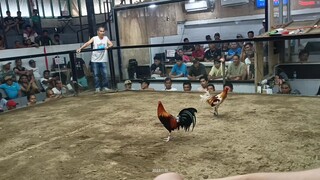 Shyne Jasmine 1st fight Win 2hits ulutan(Silang Cockpit Arena)