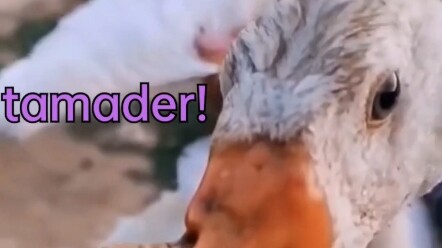 "Don't laugh at me!" Japanese version