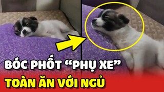 Bóc phốt chú chó đi làm PHỤ XE nhưng chỉ toàn ĂN VỚI NGỦ 😂 | Yêu Lu