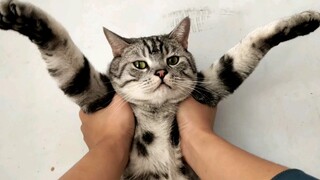 [Hewan]Mengelus-elus kucing bersama saya