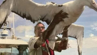 Why should a sailor never kill an albatross?