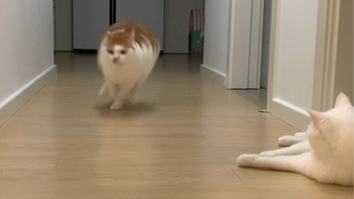 Duck for your life—the van’s in a hurry!