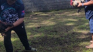 broodcocks