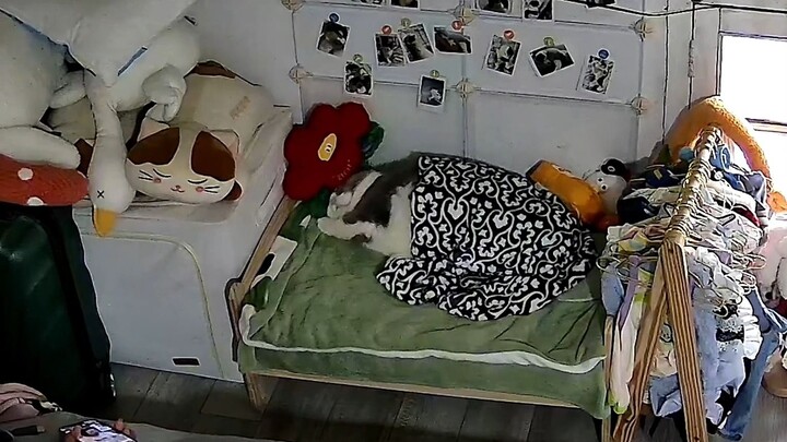น้องแมวน่ารักมาก นอนบนเตียงของตัวเอง