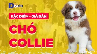 Giống Chó Collie chăn cừu thông minh nhất thế giới. Mua bán chó Border Collie con giá bao nhiêu?