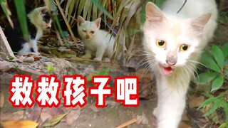 灵性白猫主动寻崽：都生病了，带它们走吧！