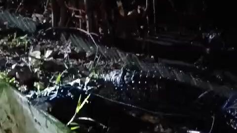 buaya muara terkena jebakan warga, kali Kuala keramat, bandar Lampung