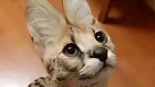 薮猫：啊瓦啊啊啊