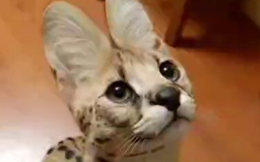 السنور البري: آه وا آه آه