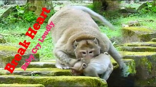 This is Breaking Heart Baby Monkey Cry Loudly Cos Monkey King Beat her Very Much,Pity Baby Lould Cry