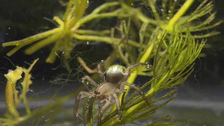 So clever… It bit through the aquatic plant to replenish its air bubble! [Oh-hoo][Oh-hoo] Those two 