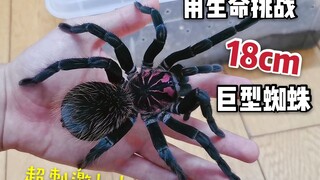 Dùng mạng sống để thử thách 18 cm!