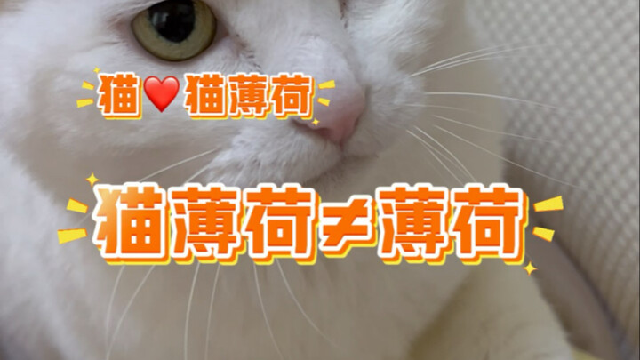 Bật mí toàn bộ về “bạc hà”: Bí mật xuyên loài giữa tác dụng tỉnh táo của con người và cảm giác phê p