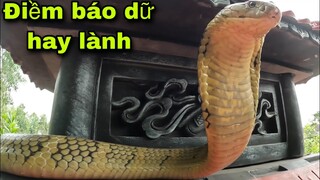 Con Hổ Mang Chúa Thứ 2 Trở Về Lăng Mộ Tướng Quân . Điềm Báo Dữ Hay Lành | Săn Bắt Ẩm Thực Vùng Cao