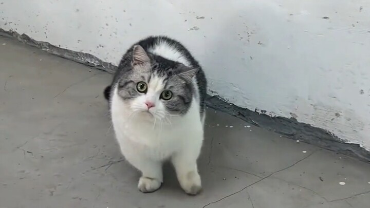 Mi: Kamu siapa? Aku belum pernah melihatmu.