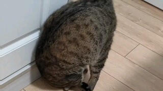 全网最会前滚翻的小猫咪，接受反驳！