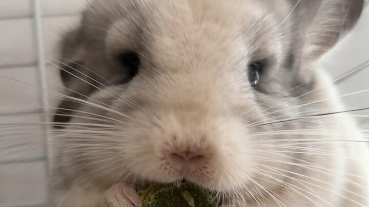 Thất Hỷ ~ Công chúa điện hạ ăn chơi ~