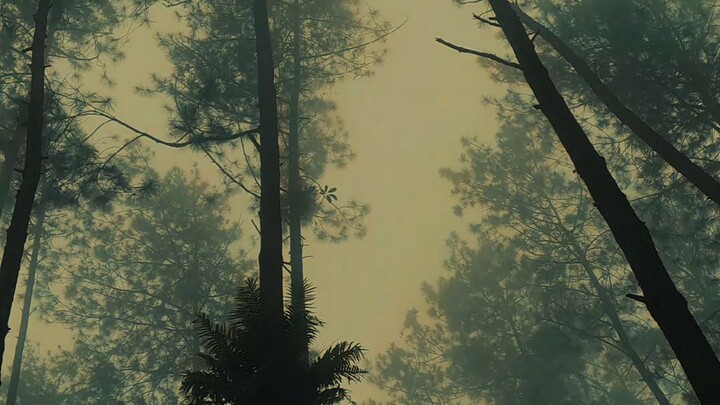 Keindahan Hutan Pinus
