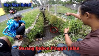 PESTA STRIKE..!! Mancing di Sarang Ikan Babon Di Pinggir Jalan Raya