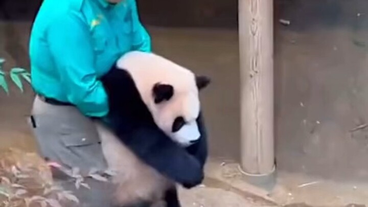 Cute little panda