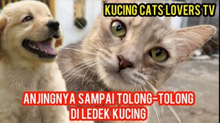 Momen Lucu Saat Kucing Ngeledek Anjing Di Komplek