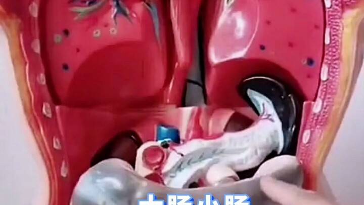 Sơ đồ phân bố nội tạng, giờ thì rõ rồi nhỉ?