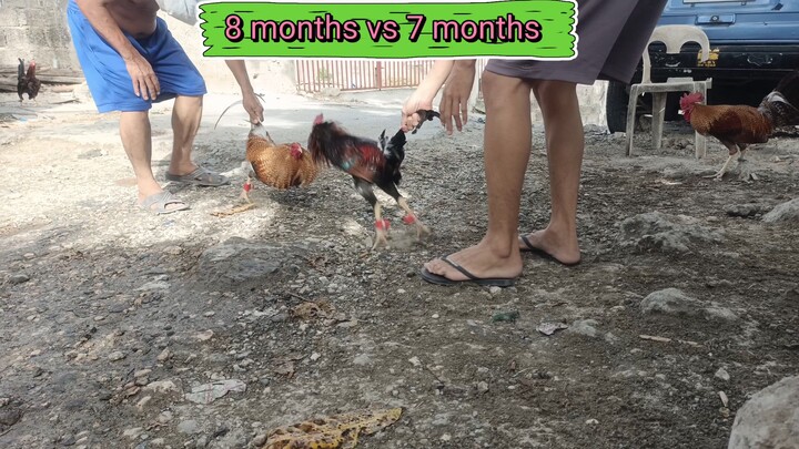 bulik 8 months old vs ylh 7 months old 💪😤