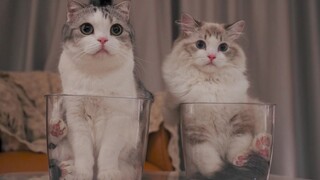 Even though cats are made of liquid, if there is too much meat, it will overflow.