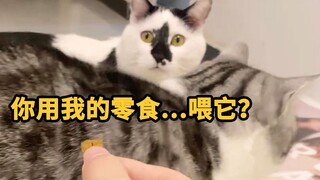 挨过饿的猫，对食物能痴迷到什么程度？