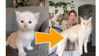 Nobi kecil tumbuh menjadi raksasa hanya dalam satu tahun. Inikah pesona kucing Maine Coon?!