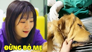 Duomi | Duomi Tội Nghiệp Bị Bệnh Không Qua Khỏi, Cũng Là Lần Cuối Được Ở Bên Mẹ 😭 Gâu Đần Official