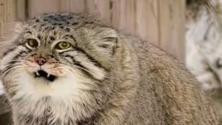 ตัวปูดูเย็นเท้า จึงขอความช่วยเหลือจากพี่เลี้ยง พี่เลี้ยงก็ทำอะไรไม่ได้ มันจึงต้องเรียนรู้จากแม่ ใช้เ