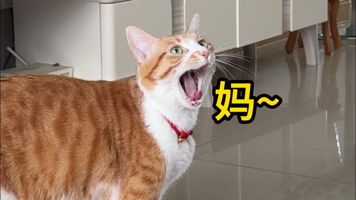 Chú chó: Biết nói thật là tốt quá!