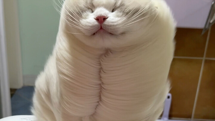 This typhoon is pretty fierce—cats and dogs have been blown out of shape!