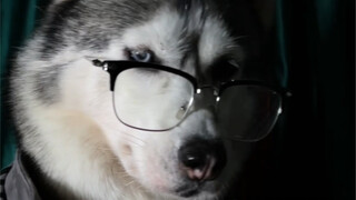 我们可是全方位帅狗